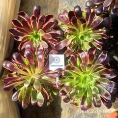 Top【選抜株】多肉植物　18831オキャリー 12個　鉢無し/脱土