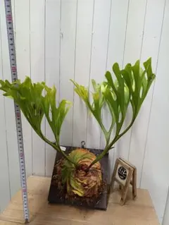 ⬛️速達⬛️ Darlingtonia ダーリングトニア 食虫植物 - メルカリ