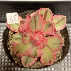 2026年最新】観葉植物 アエオニウムの人気アイテム - メルカリ