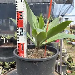 2025年最新】アガベ ブルーボールの人気アイテム - メルカリ