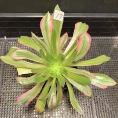 Heliamphora cv. 'BCP Flamingo' - メルカリ