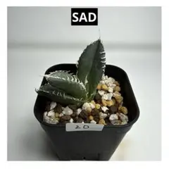 【上澳園芸】アガベ チタノタSAD 南アフリカダイヤモンド 覆輪斑 アガベ チタノタ 南アフリカダイヤモンド 