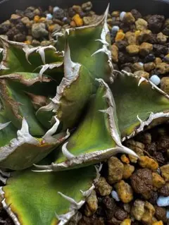 アガベチタノタ　清櫻子株付き 2025年最新】アガベ 清櫻の人気アイテム - メルカリ