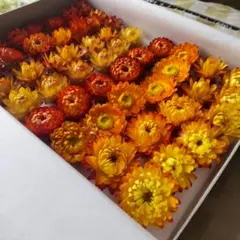 98・ヘリクリサム ドライフラワー 花材 リース ハーバリウム 貝細工