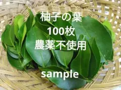 本柚子の葉 無農薬栽培 枝付の葉100枚前後 - メルカリ