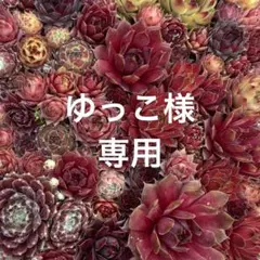 センペルビウム ザ•ポリス - メルカリ