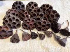 ハスの実 ドライフラワー ハンドメイド 20個セット まとめ売り