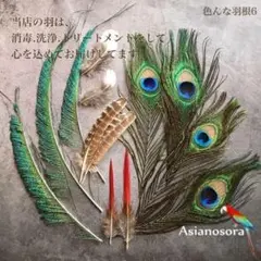 ★かのめ商品★キジ類の尾羽82枚★消毒済★ ☆かのめ様専用商品☆キジ類の尾羽10枚☆消毒済☆ - メルカリ