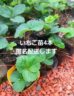 2025年最新】イチゴ 苗の人気アイテム - メルカリ