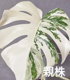 もんもん様 リクエスト 2点 まとめ商品