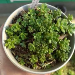 多肉植物　だるま姫秀麗×スプリングワンダー　１５カットのサムネイル