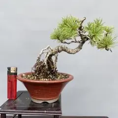 黒松 盆栽 鉢植え 懸崖仕立て 樹齢25年前後 黒松 盆栽 鉢植え 懸崖仕立て 樹齢25年前後 - メルカリ