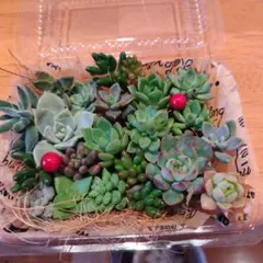 多肉植物 エケベリア セダム 寄せ植え 詰め合わせ