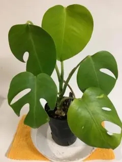 極上 モンステラ セブブルーフルミント