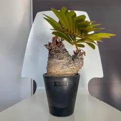 c*n様 ザミアフルフラセア（メキシコソテツ）厳選品　8寸 c*n様 ザミアフルフラセア（メキシコソテツ）厳選品 8寸 c*n