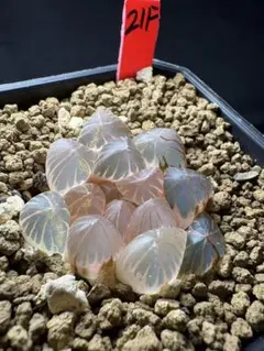 107f 多肉植物 ハオルチア 紫王オブツーサ錦糊斑 自家繁殖 鉢植え発送
