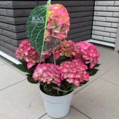 紫陽花　アジサイ　ハイドランジア　ブラックダイアモンド　レッドエンジェル　５号鉢のサムネイル