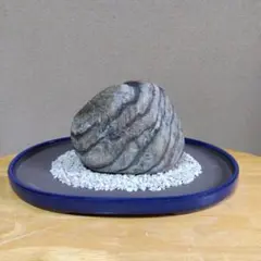天然石 鑑賞石 水石 盆石 庭石瀬田虎石 - メルカリ