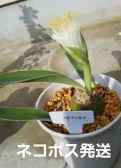 2025年最新】マユハケオモトの人気アイテム - メルカリ