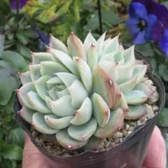 あんこ伍号様 リクエスト 6点 まとめ商品