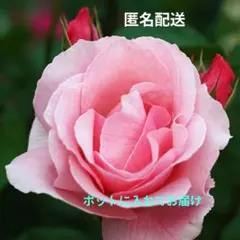 【レア薔薇】【ラベル付】【正規品】イチゴイチエ　一期一会 希少 薔薇の苗 一期一会 【公式通販】