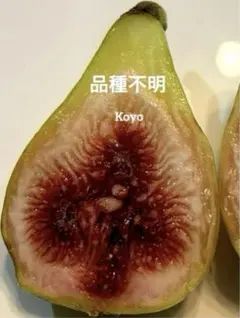 2025年最新】いちじく穂木の人気アイテム - メルカリ