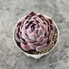 青空様 リクエスト 2点 まとめ商品