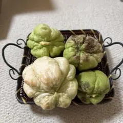 2025年最新】ハヤトウリ種の人気アイテム - メルカリ