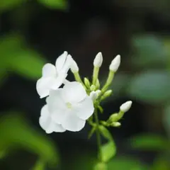 まる様専用(対応期限3/12まで)宿根フロックス ダヴィッド 苗