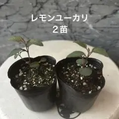 レモンユーカリ２苗