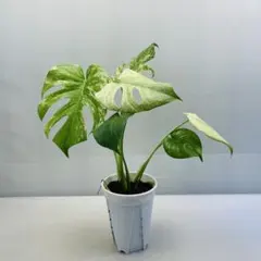 モンステラ デリシオーサ ホワイトモンスター 斑入り 天津蘭 - メルカリ
