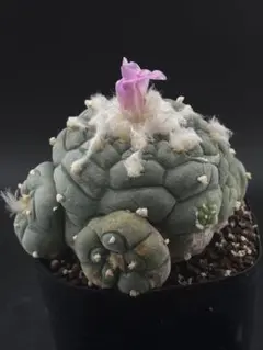 2026年最新】ロフォフォラの人気アイテム - メルカリ