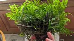 【希少】ミクロソリウムsp サラワクカピットウエスト 特大マザー株 希少】ミクロソリウムsp サラワクカピットウエスト 特大マザー株