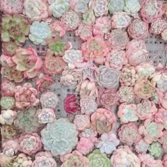 56 限定‼︎ 特売品‼︎ 多肉植物　韓国苗　30苗詰め合わせ！