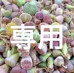 多肉植物 色の組み合わせ リトープス3年大苗　1.5-2センチ 15苗セット