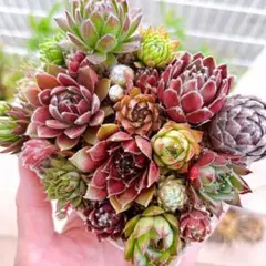 そのまま飾れる多肉植物寄せ植え♡ - メルカリ