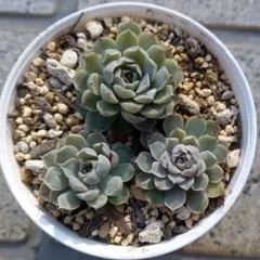 多肉植物♡メキシコミニマ×グロブローサ　抜き苗♡