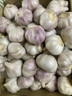 160.期間限定特売生にんにく新にんにく約10kg - メルカリ