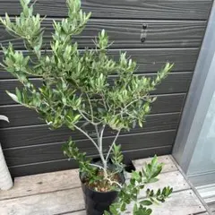 2025年最新】オリーブの木 カヨンヌの人気アイテム - メルカリ