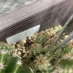 鬼灯様 リクエスト 2点 まとめ商品