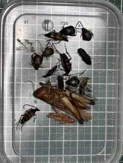 2026年最新】カミキリ 昆虫標本の人気アイテム - メルカリ