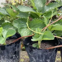 こうへい様専用いちごの苗　20株