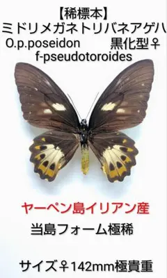 2026年最新】蝶 標本 レアの人気アイテム - メルカリ