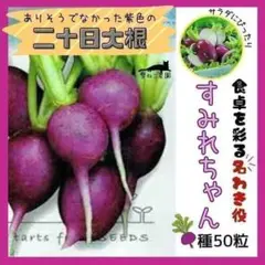野菜の種】中が鮮やかピンク「あざやか紅心大根」種20粒～収穫約60
