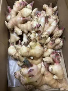 新生姜 高知県四万十市産 4kg - メルカリ