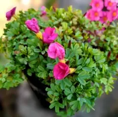 トマト様 リクエスト 2点 まとめ商品