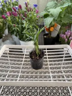観葉植物 テーブルヤシ 11