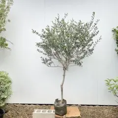 オリーブの木 ジャンボカラマタ - メルカリ