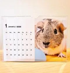 2026 モルモット カレンダー ハガキサイズ
