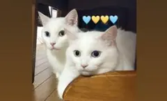 ゆきまる様専用ページ